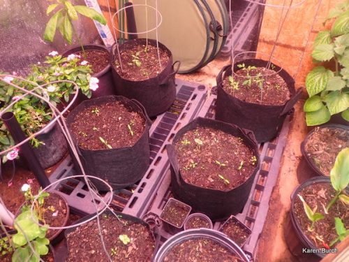 Grow Room dwarf tomatoes and miniature okra