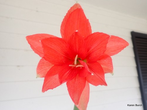 Ballerina Amaryllis