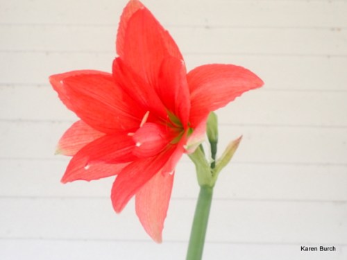 Ballerina Amaryllis