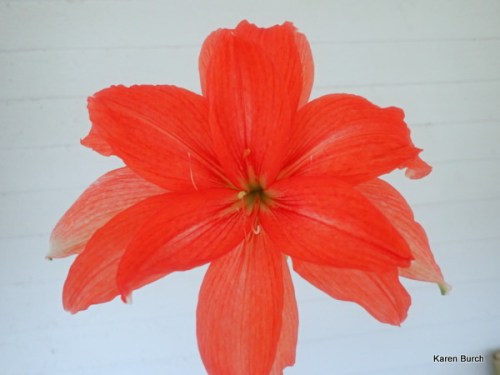 Ballerina Amaryllis