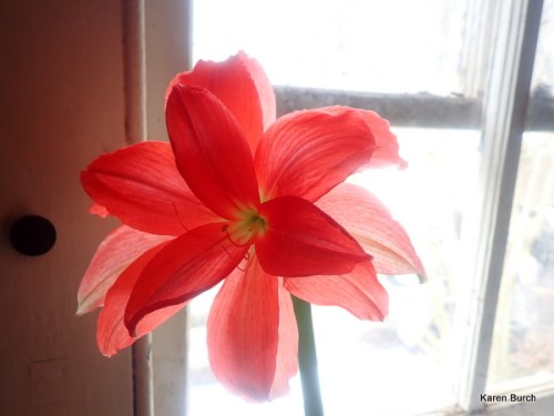 Ballerina Amaryllis