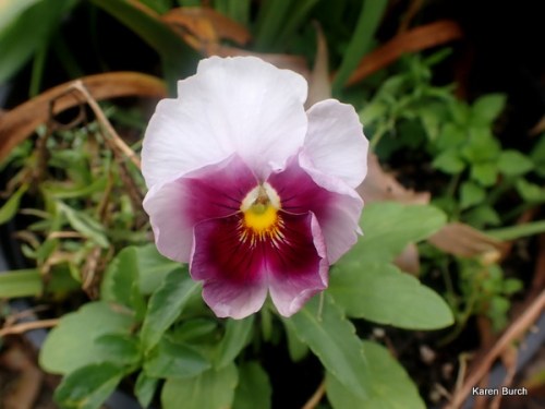 Pretty Rose and white violet