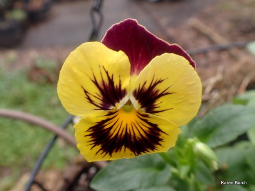 Swiss Giant Burgundy and yellow