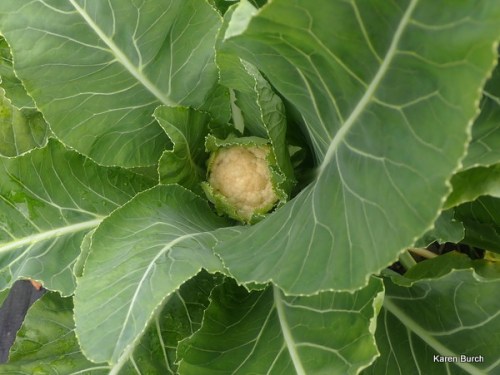 Cauliflower on the way