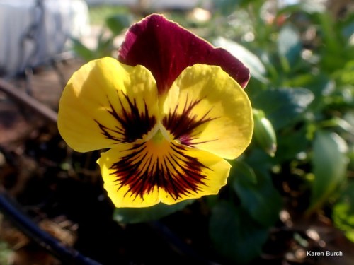 Swiss Giant Pansy Burgundy Gold and Yellow
