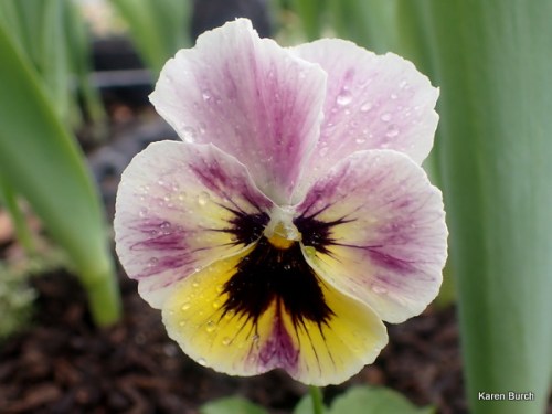 Swiss Giant Pansy Pastel fuller after a day