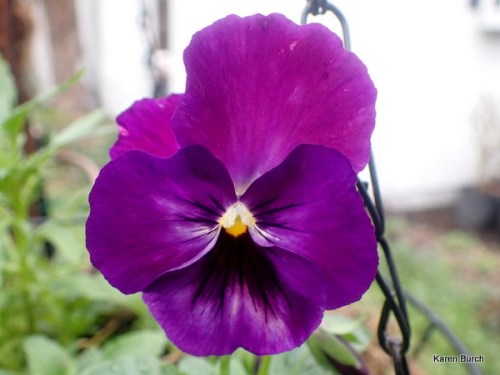 Pansy Purple