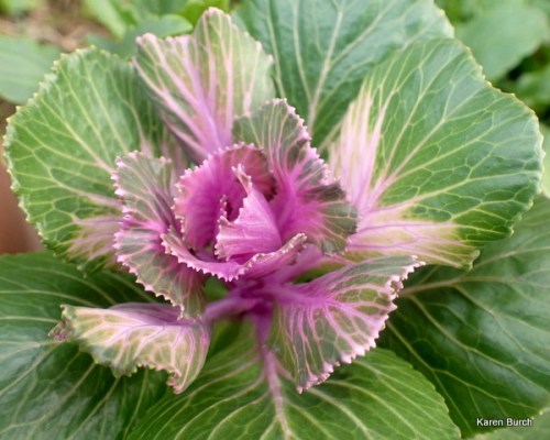 Ornamental Kale Pink