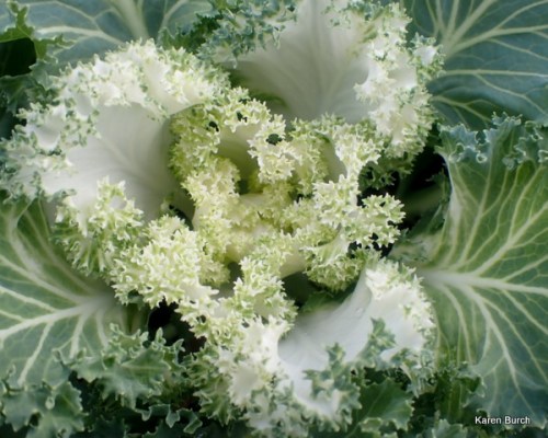 Ornamental Kale white