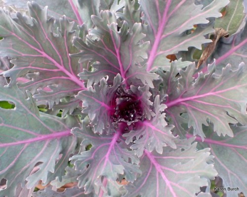 Ornamental Kale purple
