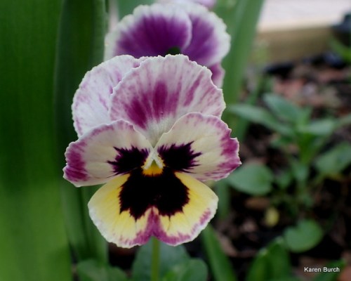 pansy swiss giant purple and yellow