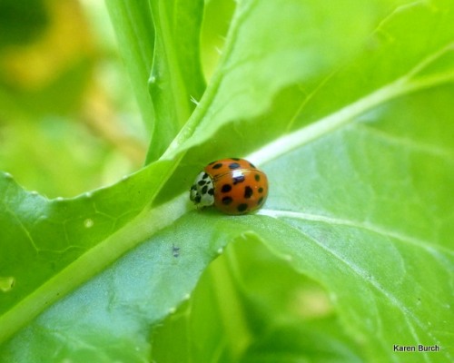 ladybug on a turnip leaf