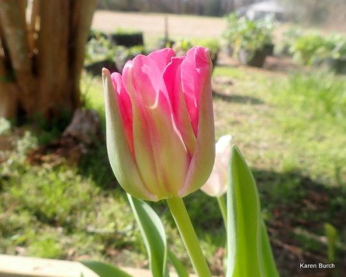 Wellspring Tulip Mix pink