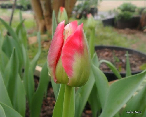 Wellspring Tulip Mix looks like red veridiflora tulip