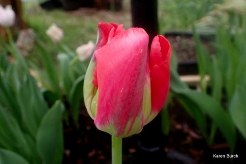 Wellspring Tulip Mix looks like red veridiflora tulip