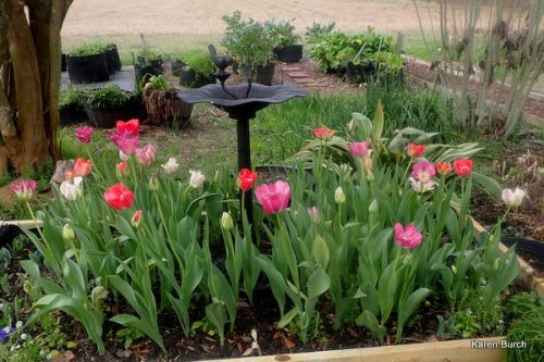 Wellspring Tulip Mix