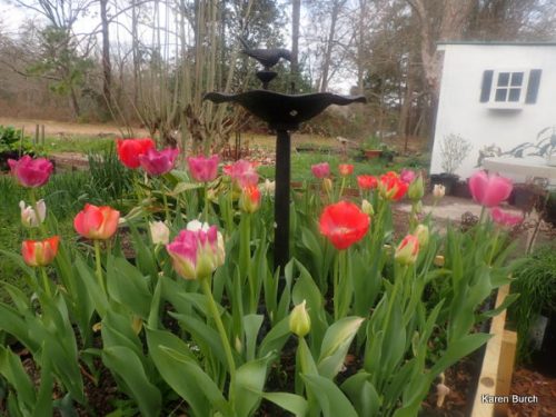 Wellspring Tulip Mix birdbath raised bed