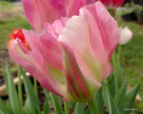 Wellspring Tulip Mix looks like pink veridiflora tulip