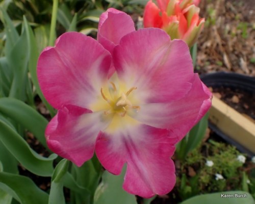 Wellspring Tulip Mix pink and peach shades