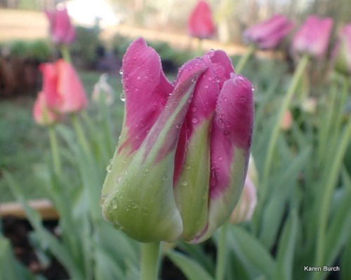 Wellspring Tulip Mix pink and peach shades veridiflora