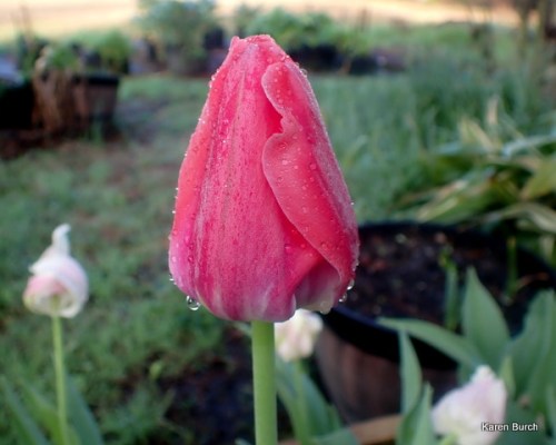 Wellspring Tulip Mix