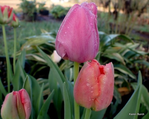 Wellspring Tulip Mix pink and peach shades