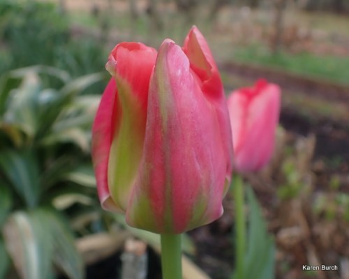 Wellspring Tulip Mix pink and peach shades veridiflora raised bed birdbath