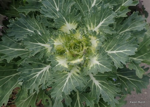 Ornamental Kale white