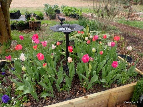 Wellspring Tulip Mix pink and peach shades raised bed birdbath