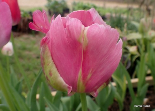 Wellspring Tulip Mix pink and peach shades