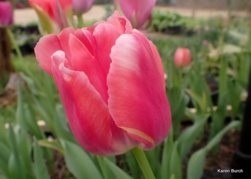 Wellspring Tulip Mix pink and peach shades