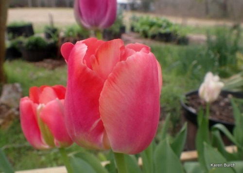 Wellspring Tulip Mix pink and peach sherbet shades