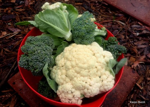 Freshly Harvested broccoli and cauliflower