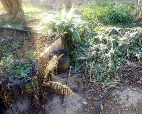 Crinum Lily and Lady fern frost damage