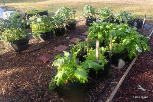 Container Garden with light frost damage