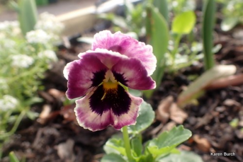Rose Shadings and Burgundy Pansy