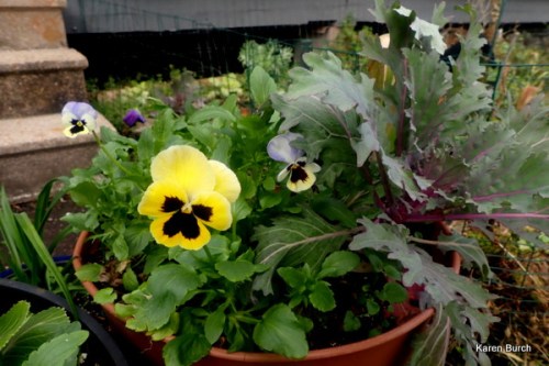 Big yellow Swiss Giant with ornamental kale