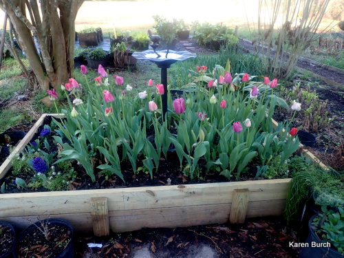 Wellspring Tulip Blend by Colorblends