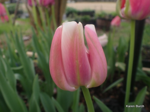 Wellspring Tulip Blend by Colorblends