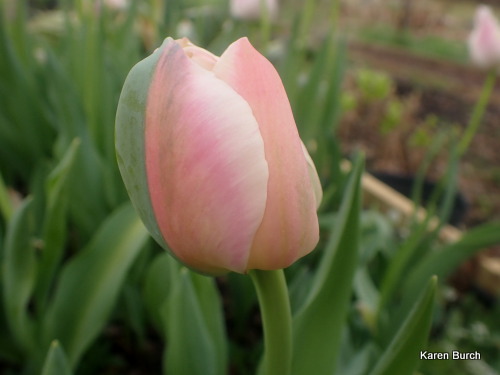 Wellspring Tulip Blend by Colorblends