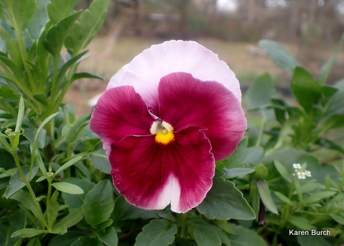 Rose Pansy