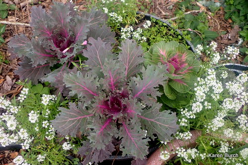 Ornamental Kale Purple