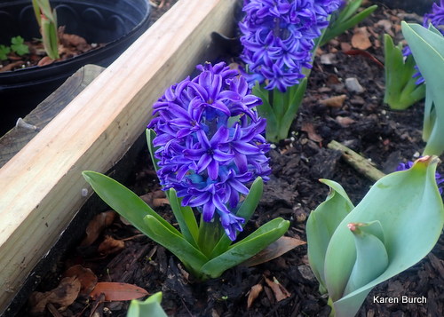Blue Jacket Hyacinth