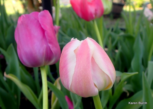 Wellspring Tulip blend by Colorblends