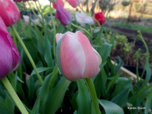 Wellspring Tulip Blend by Colorblends