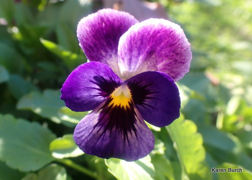 Purple Viola