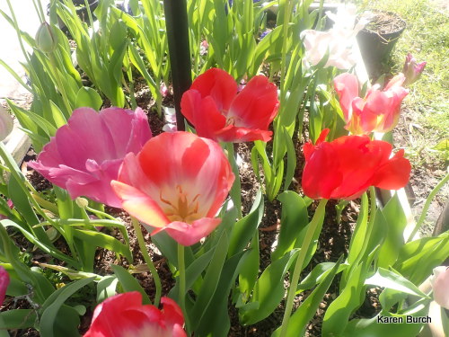 Wellspring Tulip blend by Colorblends