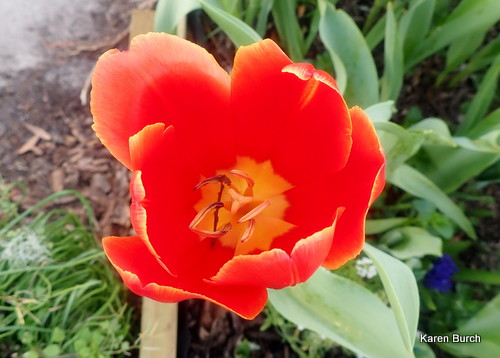 Red Tulip