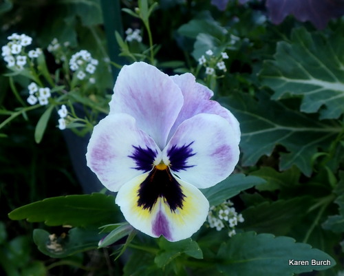 Pansy pastel purple and yellow