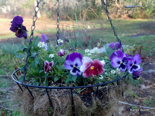 Pansy Mix